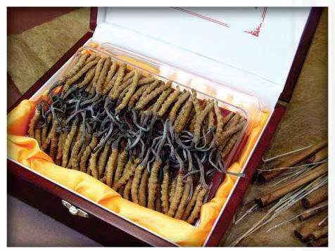 安顺冬虫夏草回收?